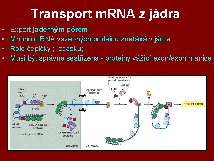 Transport m. RNA z jádra • • Export jaderným pórem Mnoho m. RNA vazebných Transport m. RNA z jádra • • Export jaderným pórem Mnoho m. RNA vazebných