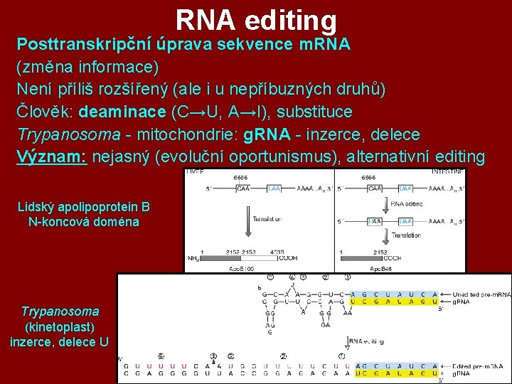 RNA editing Posttranskripční úprava sekvence m. RNA (změna informace) Není příliš rozšířený (ale i RNA editing Posttranskripční úprava sekvence m. RNA (změna informace) Není příliš rozšířený (ale i