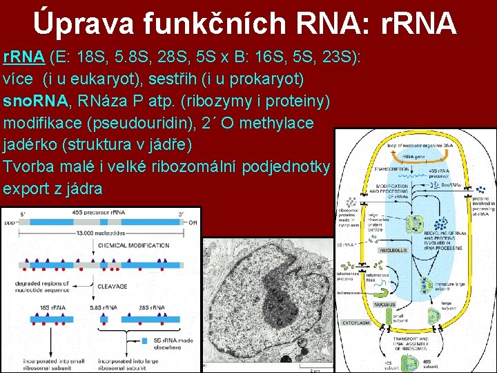 Úprava funkčních RNA: r. RNA (E: 18 S, 5. 8 S, 28 S, 5 Úprava funkčních RNA: r. RNA (E: 18 S, 5. 8 S, 28 S, 5