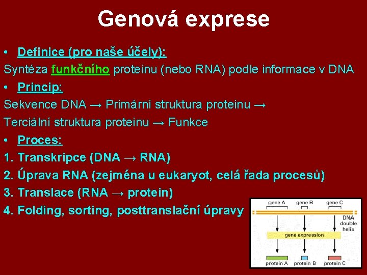 Genová exprese • Definice (pro naše účely): Syntéza funkčního proteinu (nebo RNA) podle informace Genová exprese • Definice (pro naše účely): Syntéza funkčního proteinu (nebo RNA) podle informace