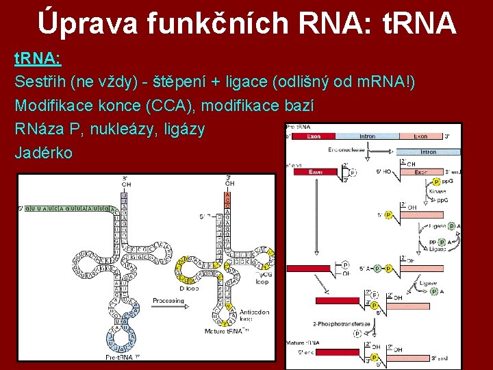 Úprava funkčních RNA: t. RNA: Sestřih (ne vždy) - štěpení + ligace (odlišný od Úprava funkčních RNA: t. RNA: Sestřih (ne vždy) - štěpení + ligace (odlišný od