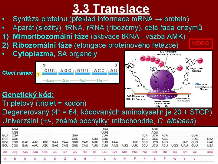 • • 1) 2) • 3. 3 Translace Syntéza proteinu (překlad informace m. • • 1) 2) • 3. 3 Translace Syntéza proteinu (překlad informace m.