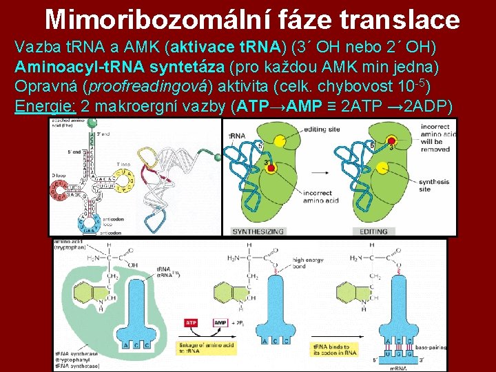 Mimoribozomální fáze translace Vazba t. RNA a AMK (aktivace t. RNA) (3´ OH nebo Mimoribozomální fáze translace Vazba t. RNA a AMK (aktivace t. RNA) (3´ OH nebo