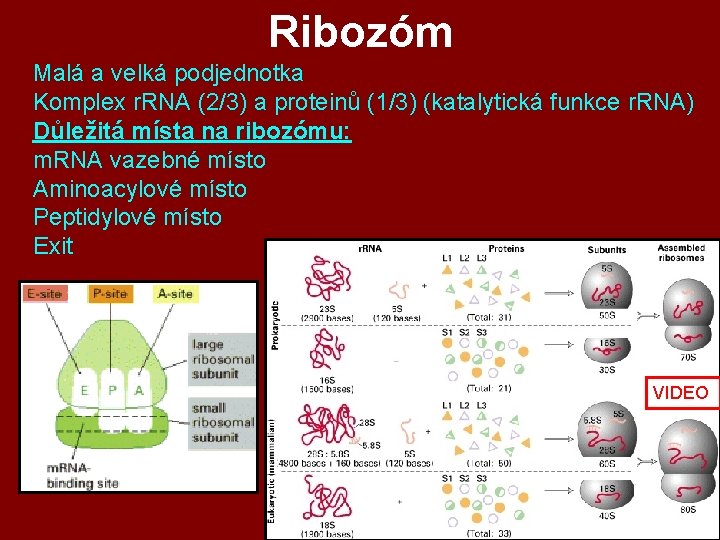 Ribozóm Malá a velká podjednotka Komplex r. RNA (2/3) a proteinů (1/3) (katalytická funkce Ribozóm Malá a velká podjednotka Komplex r. RNA (2/3) a proteinů (1/3) (katalytická funkce