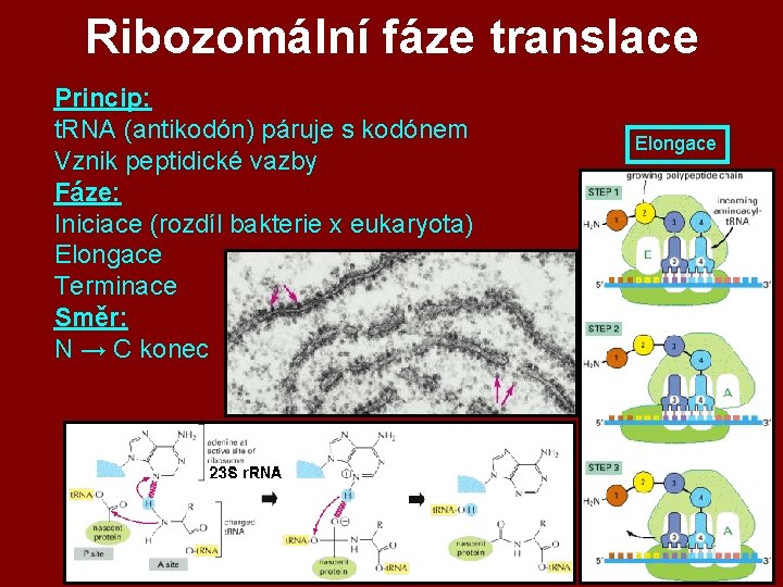 Ribozomální fáze translace Princip: t. RNA (antikodón) páruje s kodónem Vznik peptidické vazby Fáze: Ribozomální fáze translace Princip: t. RNA (antikodón) páruje s kodónem Vznik peptidické vazby Fáze: