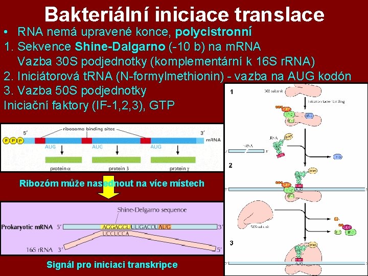 Bakteriální iniciace translace • RNA nemá upravené konce, polycistronní 1. Sekvence Shine-Dalgarno (-10 b) Bakteriální iniciace translace • RNA nemá upravené konce, polycistronní 1. Sekvence Shine-Dalgarno (-10 b)
