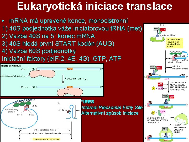 Eukaryotická iniciace translace • m. RNA má upravené konce, monocistronní 1) 40 S podjednotka Eukaryotická iniciace translace • m. RNA má upravené konce, monocistronní 1) 40 S podjednotka