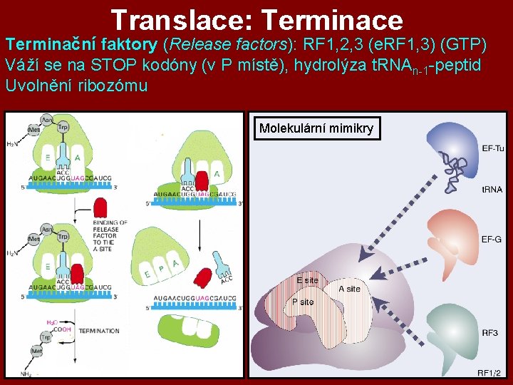 Translace: Terminace Terminační faktory (Release factors): RF 1, 2, 3 (e. RF 1, 3) Translace: Terminace Terminační faktory (Release factors): RF 1, 2, 3 (e. RF 1, 3)