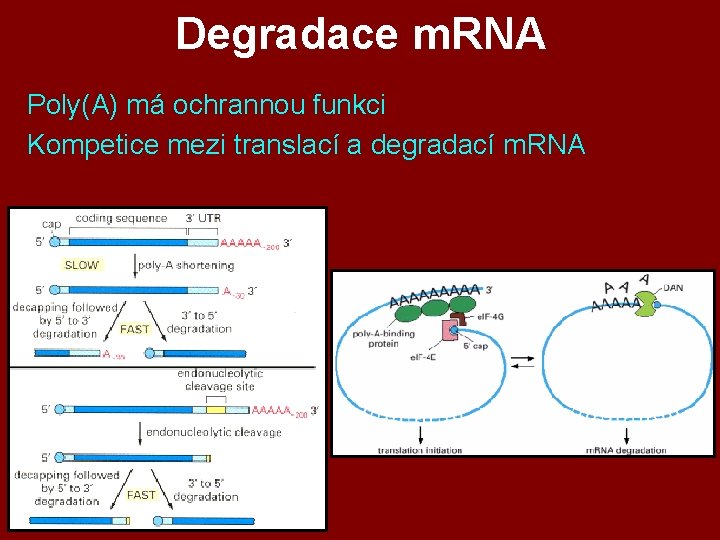 Degradace m. RNA Poly(A) má ochrannou funkci Kompetice mezi translací a degradací m. RNA Degradace m. RNA Poly(A) má ochrannou funkci Kompetice mezi translací a degradací m. RNA