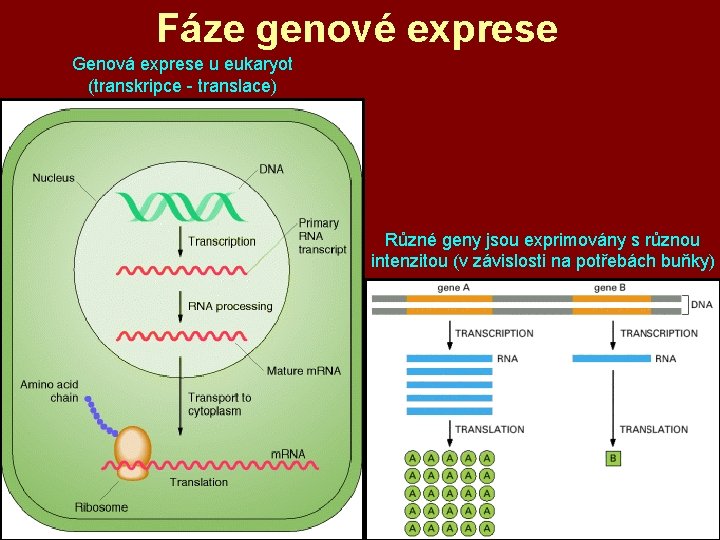 Fáze genové exprese Genová exprese u eukaryot (transkripce - translace) Různé geny jsou exprimovány Fáze genové exprese Genová exprese u eukaryot (transkripce - translace) Různé geny jsou exprimovány