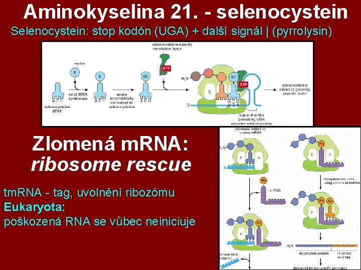 Aminokyselina 21. - selenocystein Selenocystein: stop kodón (UGA) + další signál | (pyrrolysin) Zlomená Aminokyselina 21. - selenocystein Selenocystein: stop kodón (UGA) + další signál | (pyrrolysin) Zlomená