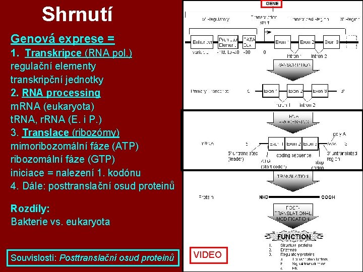 Shrnutí Genová exprese = 1. Transkripce (RNA pol. ) regulační elementy transkripční jednotky 2. Shrnutí Genová exprese = 1. Transkripce (RNA pol. ) regulační elementy transkripční jednotky 2.