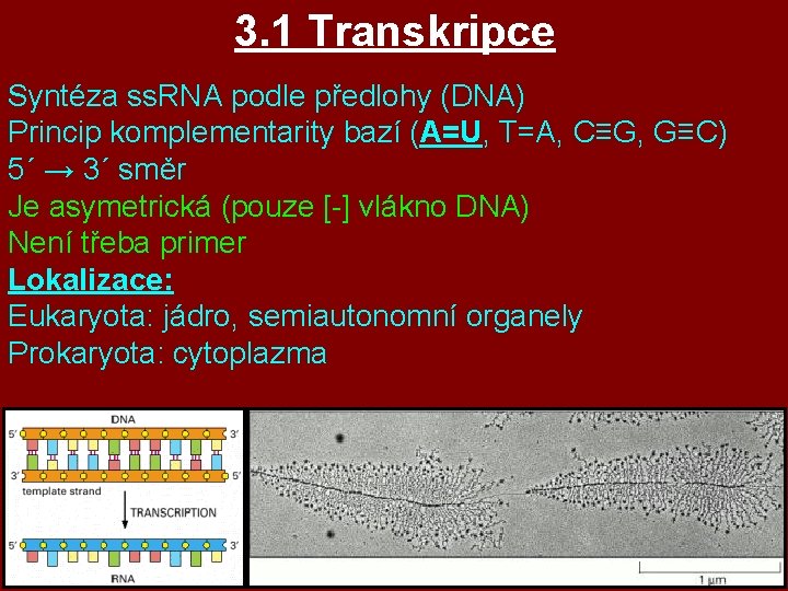 3. 1 Transkripce Syntéza ss. RNA podle předlohy (DNA) Princip komplementarity bazí (A=U, T=A, 3. 1 Transkripce Syntéza ss. RNA podle předlohy (DNA) Princip komplementarity bazí (A=U, T=A,