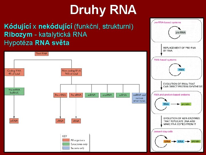 Druhy RNA Kódující x nekódující (funkční, strukturní) Ribozym - katalytická RNA Hypotéza RNA světa Druhy RNA Kódující x nekódující (funkční, strukturní) Ribozym - katalytická RNA Hypotéza RNA světa