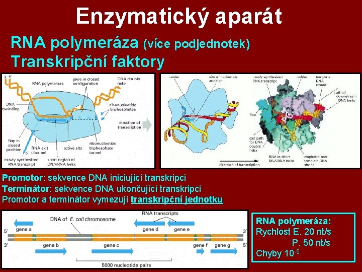 Enzymatický aparát RNA polymeráza (více podjednotek) Transkripční faktory Promotor: sekvence DNA iniciující transkripci Terminátor: Enzymatický aparát RNA polymeráza (více podjednotek) Transkripční faktory Promotor: sekvence DNA iniciující transkripci Terminátor: