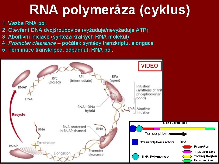 RNA polymeráza (cyklus) 1. Vazba RNA pol. 2. Otevření DNA dvojšroubovice (vyžaduje/nevyžaduje ATP) 3. RNA polymeráza (cyklus) 1. Vazba RNA pol. 2. Otevření DNA dvojšroubovice (vyžaduje/nevyžaduje ATP) 3.
