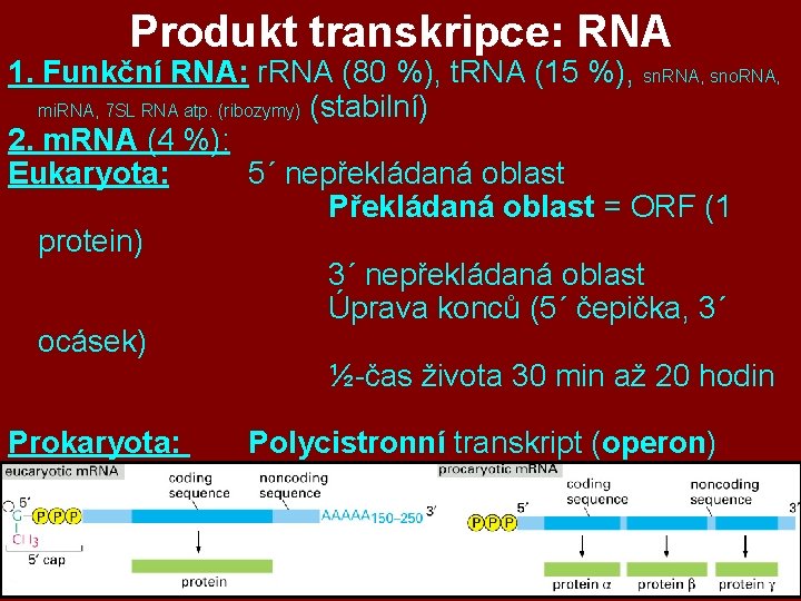 Produkt transkripce: RNA 1. Funkční RNA: r. RNA (80 %), t. RNA (15 %), Produkt transkripce: RNA 1. Funkční RNA: r. RNA (80 %), t. RNA (15 %),