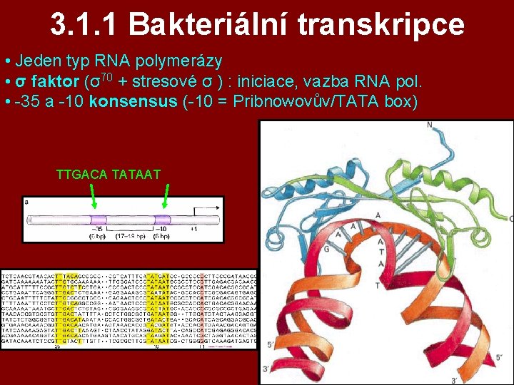 3. 1. 1 Bakteriální transkripce • Jeden typ RNA polymerázy • σ faktor (σ70 3. 1. 1 Bakteriální transkripce • Jeden typ RNA polymerázy • σ faktor (σ70