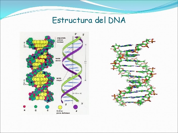 Estructura del DNA 