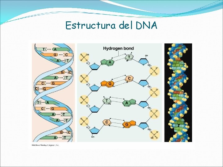 Estructura del DNA 