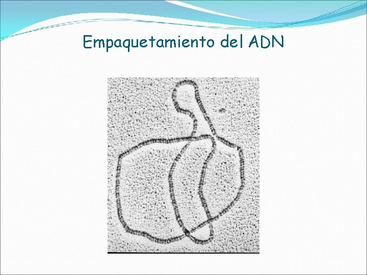 Empaquetamiento del ADN 