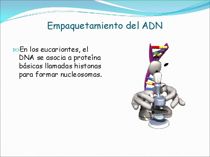 Empaquetamiento del ADN En los eucariontes, el DNA se asocia a proteína básicas llamadas