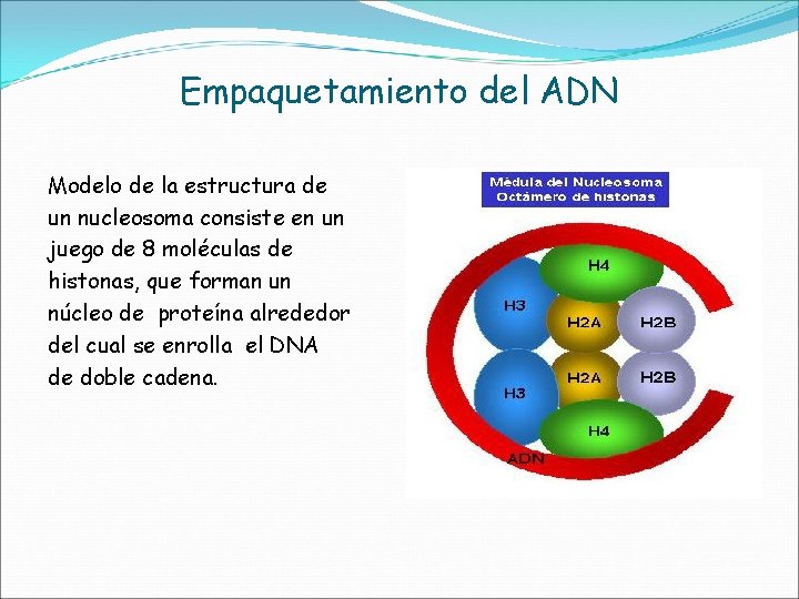 Empaquetamiento del ADN Modelo de la estructura de un nucleosoma consiste en un juego