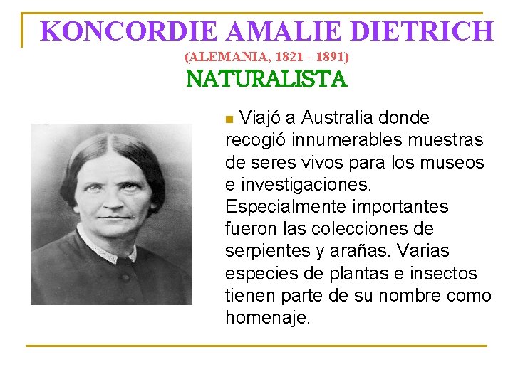 KONCORDIE AMALIE DIETRICH (ALEMANIA, 1821 - 1891) NATURALISTA Viajó a Australia donde recogió innumerables