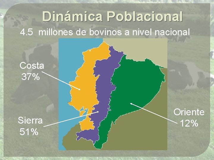Dinámica Poblacional 4. 5 millones de bovinos a nivel nacional Costa 37% Sierra 51%