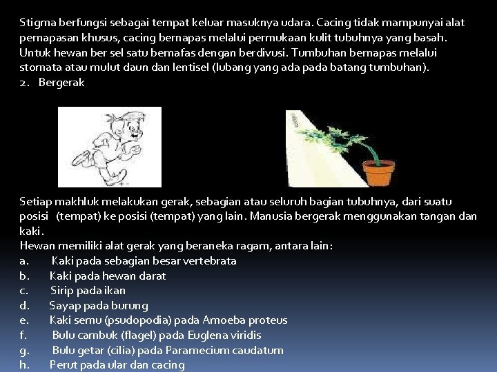 Stigma berfungsi sebagai tempat keluar masuknya udara. Cacing tidak mampunyai alat pernapasan khusus, cacing