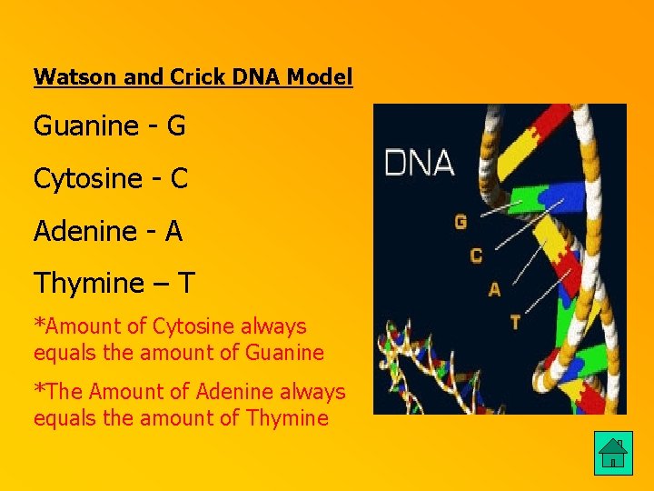 Watson and Crick DNA Model Guanine - G Cytosine - C Adenine - A