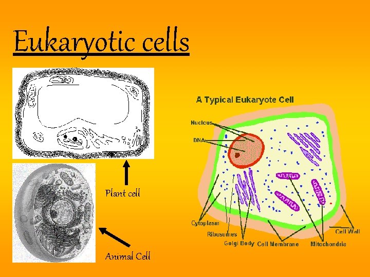 Eukaryotic cells Plant cell Animal Cell 