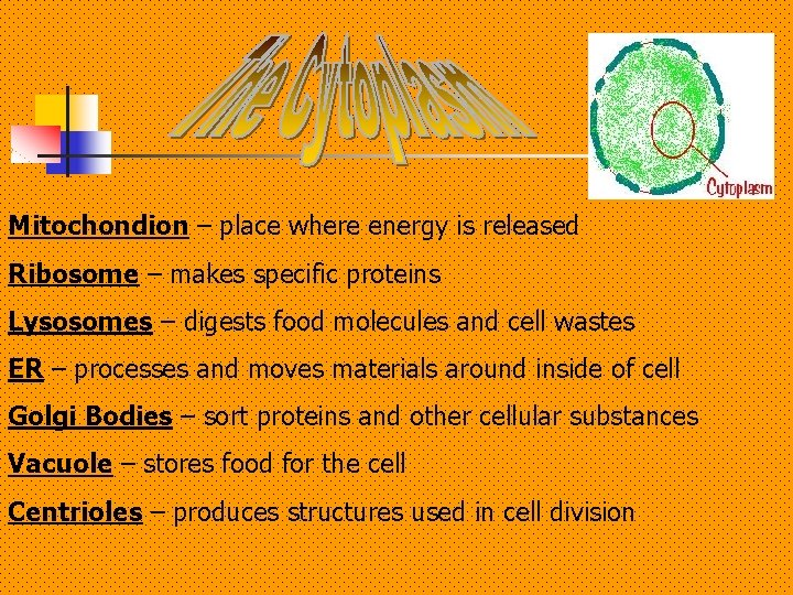 Mitochondion – place where energy is released Ribosome – makes specific proteins Lysosomes –