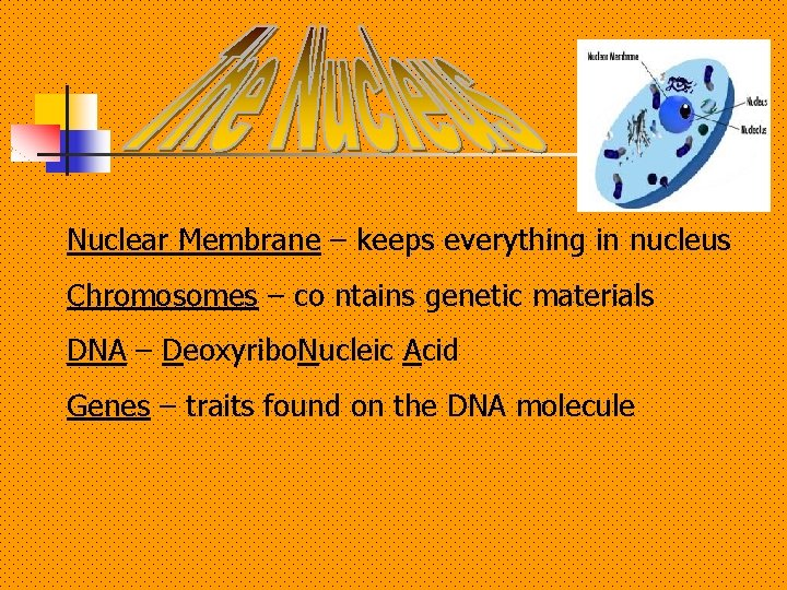 Nuclear Membrane – keeps everything in nucleus Chromosomes – co ntains genetic materials DNA