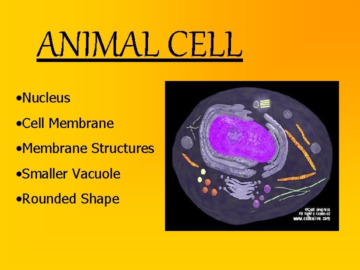 ANIMAL CELL • Nucleus • Cell Membrane • Membrane Structures • Smaller Vacuole •