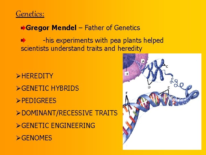 Genetics: Gregor Mendel – Father of Genetics -his experiments with pea plants helped scientists