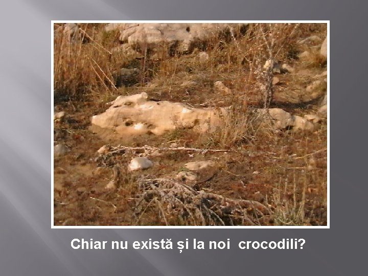 Chiar nu există și la noi crocodili? 