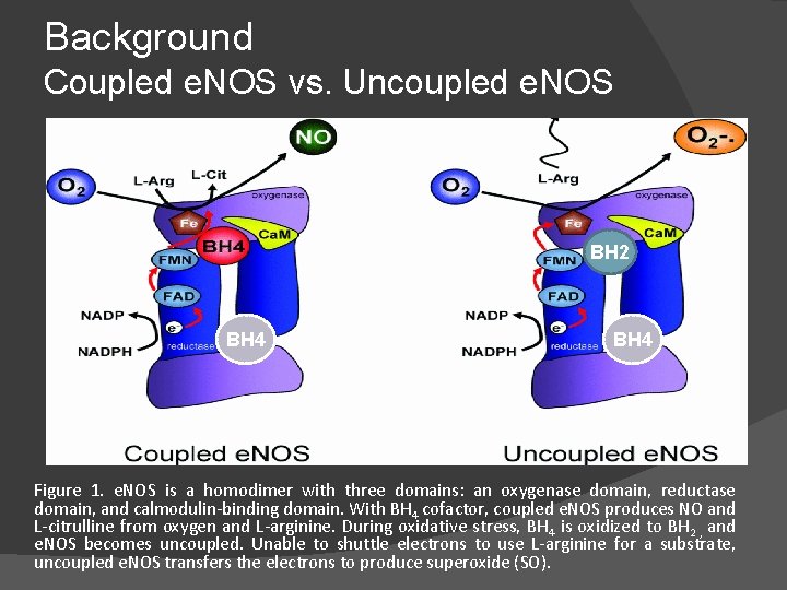 Background Coupled e. NOS vs. Uncoupled e. NOS BH 2 BH 4 Figure 1.