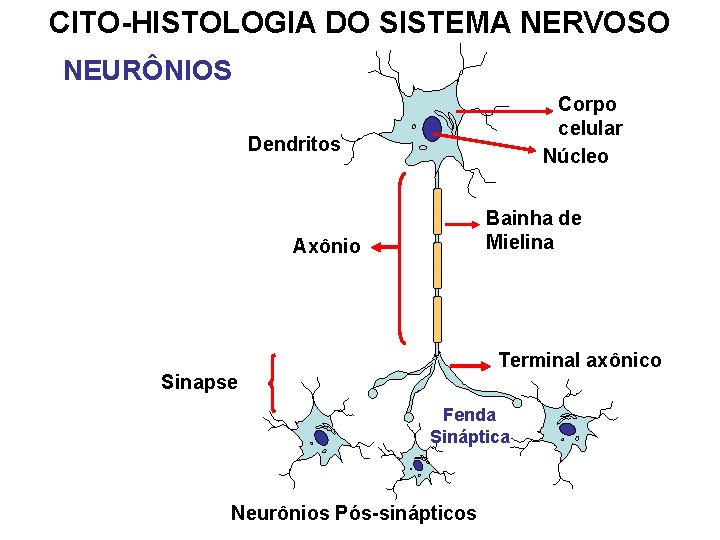 CITO-HISTOLOGIA DO SISTEMA NERVOSO NEURÔNIOS Corpo celular Núcleo Dendritos Bainha de Mielina Axônio Terminal