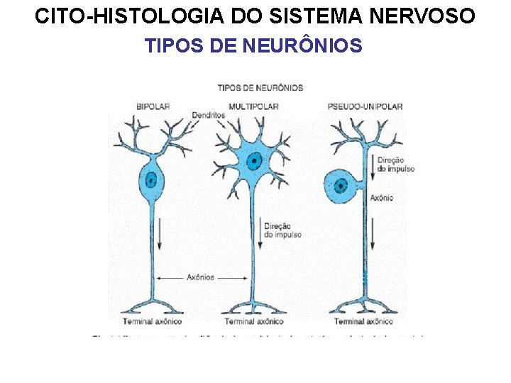 CITO-HISTOLOGIA DO SISTEMA NERVOSO TIPOS DE NEURÔNIOS 