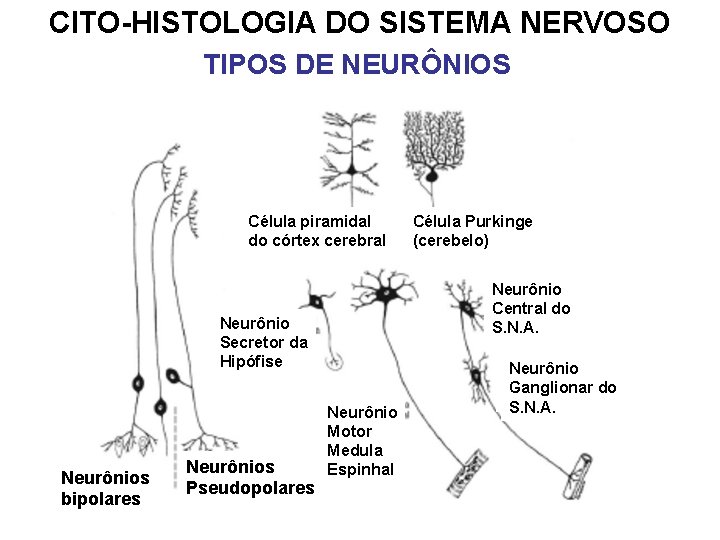 CITO-HISTOLOGIA DO SISTEMA NERVOSO TIPOS DE NEURÔNIOS Célula piramidal do córtex cerebral Neurônio Central