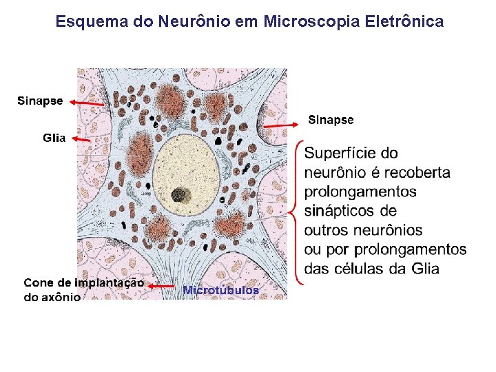 Esquema do Neurônio em Microscopia Eletrônica 