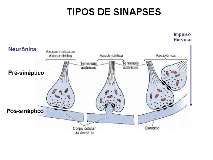 TIPOS DE SINAPSES 