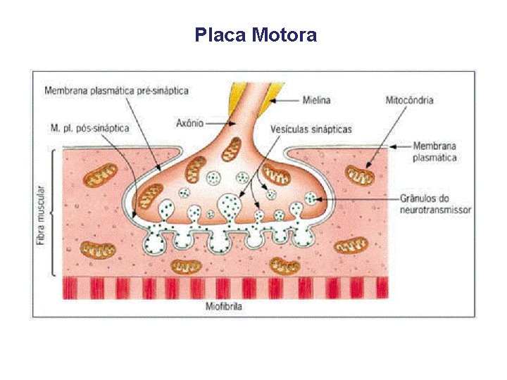 Placa Motora 