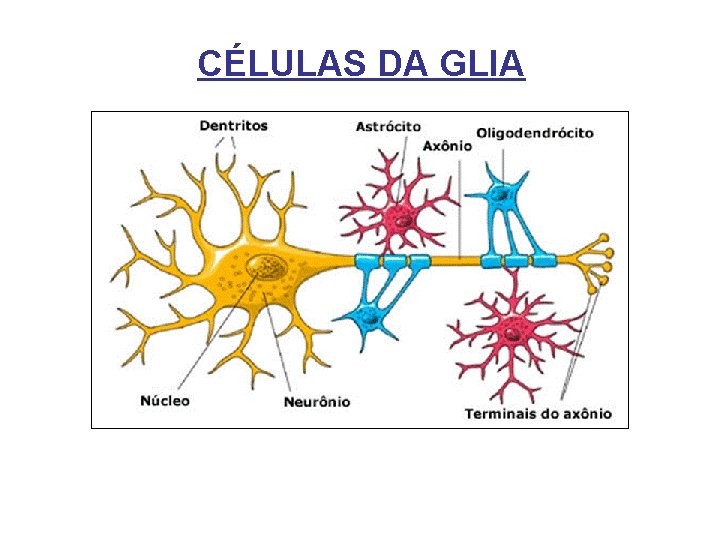 CÉLULAS DA GLIA 