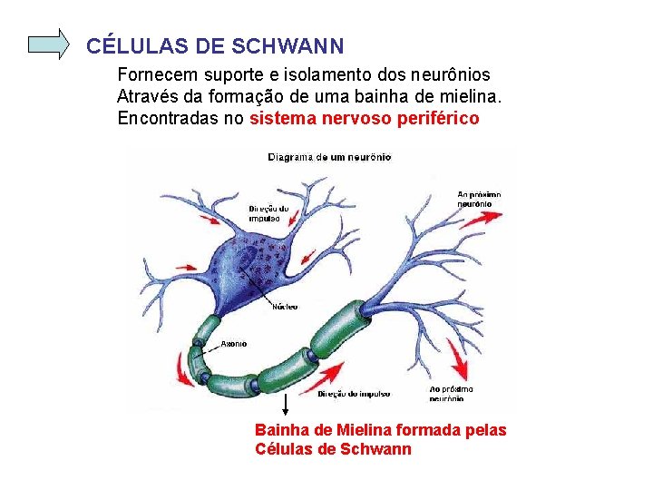 CÉLULAS DE SCHWANN Fornecem suporte e isolamento dos neurônios Através da formação de uma