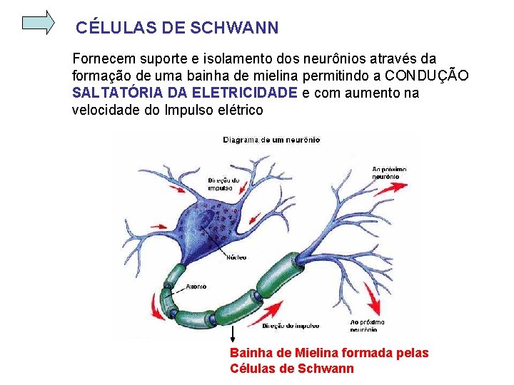 CÉLULAS DE SCHWANN Fornecem suporte e isolamento dos neurônios através da formação de uma