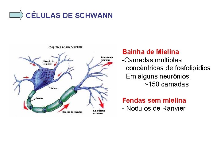 CÉLULAS DE SCHWANN Bainha de Mielina -Camadas múltiplas concêntricas de fosfolipídios Em alguns neurônios: