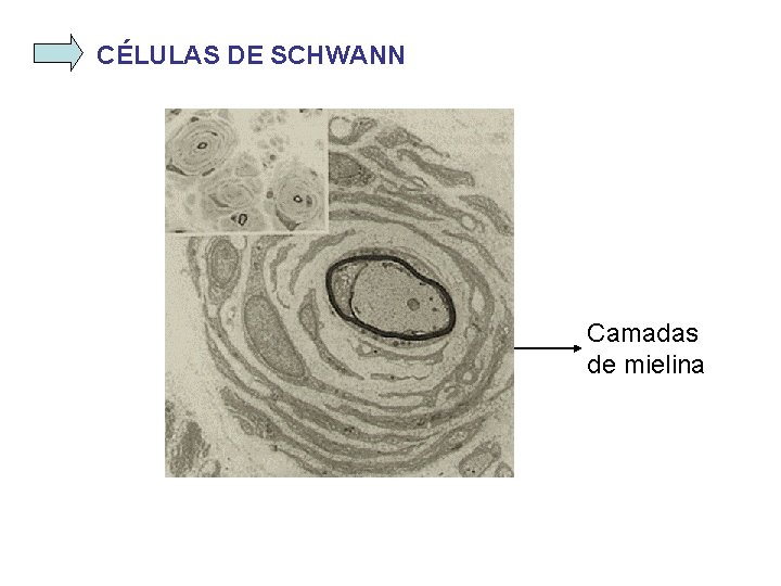 CÉLULAS DE SCHWANN Camadas de mielina 