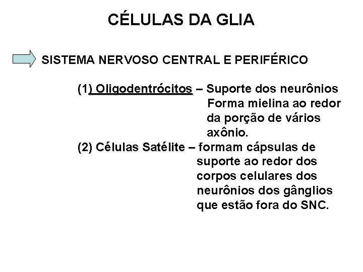 CÉLULAS DA GLIA SISTEMA NERVOSO CENTRAL E PERIFÉRICO (1) Oligodentrócitos – Suporte dos neurônios